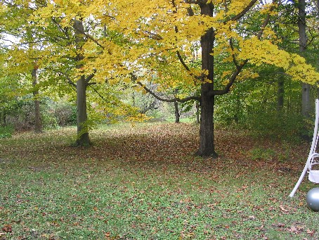 ourbackyard.jpg